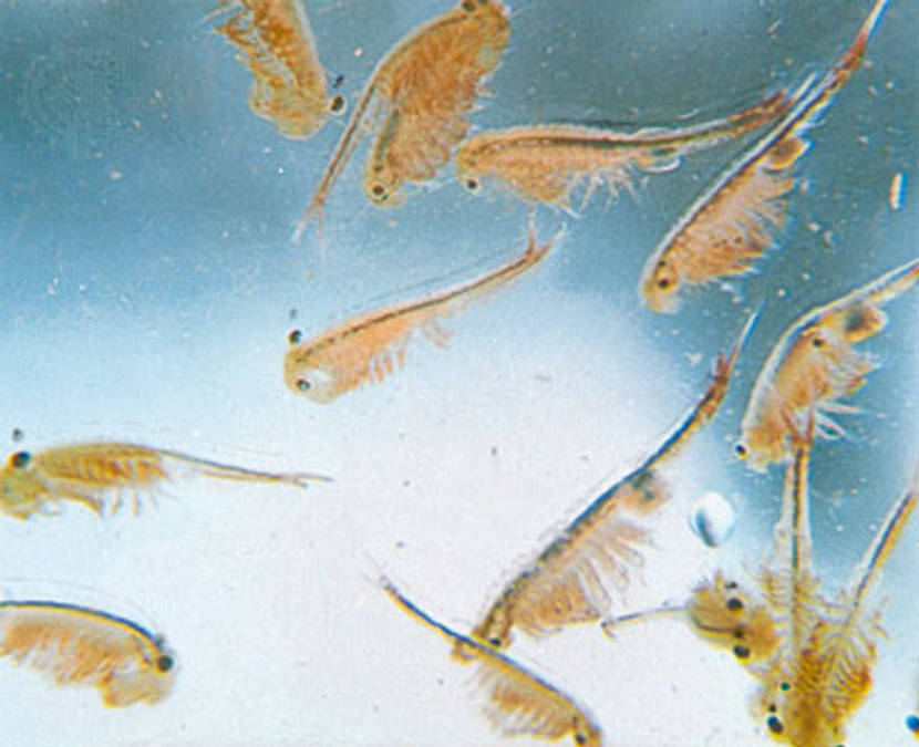 sea_monkeys